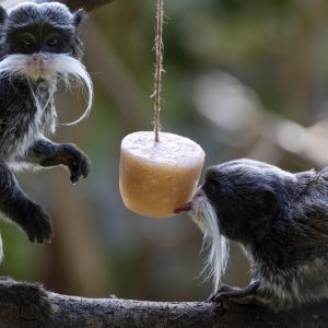 Životinje u rimskom zoološkom vrtu uslijed toplinskog vala