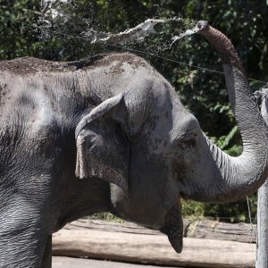 Životinje u rimskom zoološkom vrtu uslijed toplinskog vala