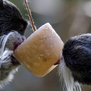 Životinje u rimskom zoološkom vrtu uslijed toplinskog vala