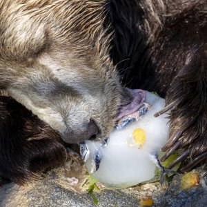 Životinje u rimskom zoološkom vrtu uslijed toplinskog vala