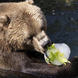Životinje u rimskom zoološkom vrtu uslijed toplinskog vala