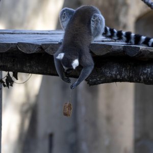 Životinje u rimskom zoološkom vrtu uslijed toplinskog vala