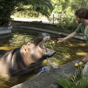 Životinje u rimskom zoološkom vrtu uslijed toplinskog vala