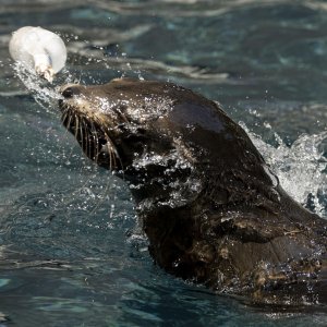Životinje u rimskom zoološkom vrtu uslijed toplinskog vala