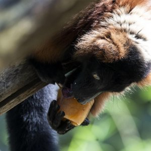 Životinje u rimskom zoološkom vrtu uslijed toplinskog vala