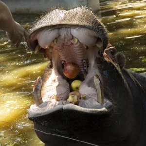 Životinje u rimskom zoološkom vrtu uslijed toplinskog vala