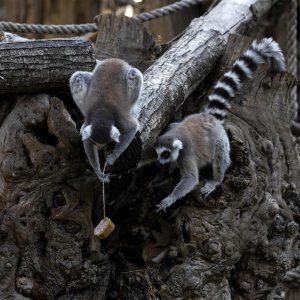 Životinje u rimskom zoološkom vrtu uslijed toplinskog vala