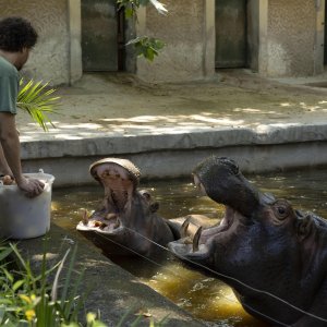 Životinje u rimskom zoološkom vrtu uslijed toplinskog vala