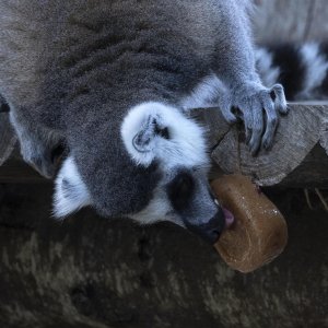 Životinje u rimskom zoološkom vrtu uslijed toplinskog vala