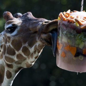 Životinje u rimskom zoološkom vrtu uslijed toplinskog vala