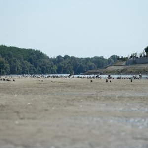 Rekordno niski vodostaj Drave kod Osijeka