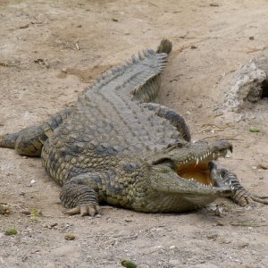 Prvo masovno izumiranje uzrokovao je – jednostanični organizam