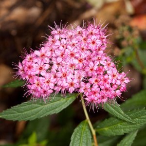 Japanska suručica, spirea