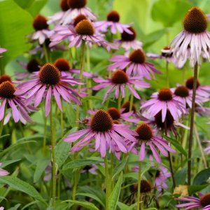 Echinacea