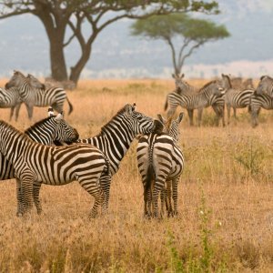 Krdo zebra u Nacionalnom parku Serengeti u Tanzaniji