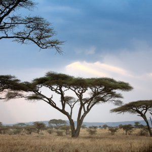 Nacionalni park Serengeti, Tanzanija