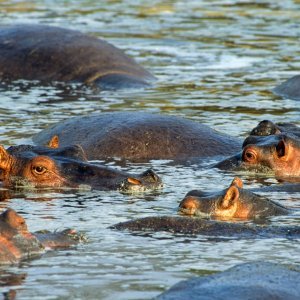 Nilski konji u Nacionalnom parku Serengeti u Tanzaniji