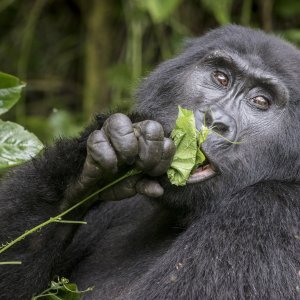 Planinski gorila (Gorilla beringei beringei), Nacionalni park Bwindi, Uganda