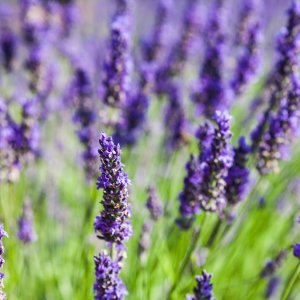 Lavanda