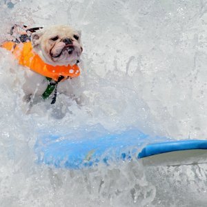 Surf škola za pse