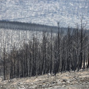 Zgarište u Žrnovnici u srpnju prošle godine