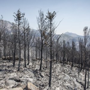 Zgarište u Žrnovnici u srpnju prošle godine