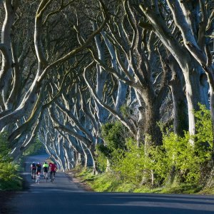 The Dark Hedges, Sjeverna Irska (Cesta koja vodi iz King's Landinga)