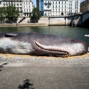 Kit u Parizu (5)