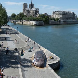 Kit u Parizu (7)