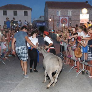 50. jubilarna trka