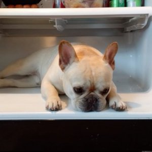 Francuski buldog Elvis 1
