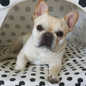 Francuski buldog Elvis 2