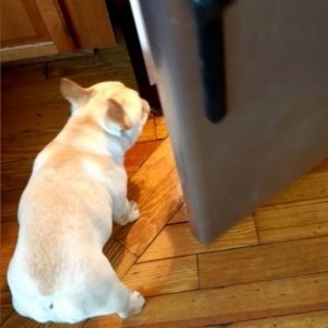 Francuski buldog Elvis 4