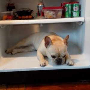 Francuski buldog Elvis 7