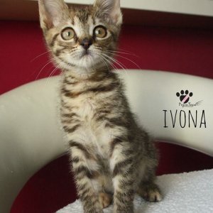 Ivona