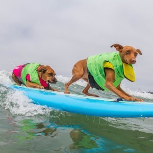 Psi surferi