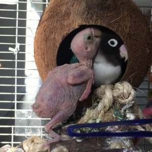 Ljubavne ptičice