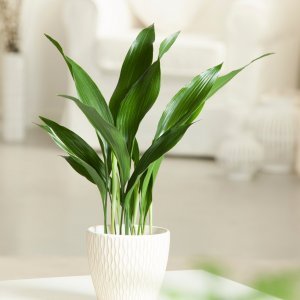 Aspidistra