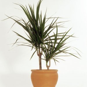 Dracena