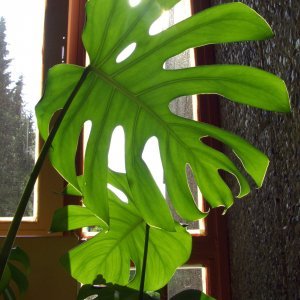 Monstera