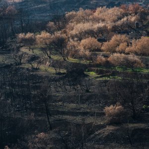 Kiša ozelenila Žrnovnicu