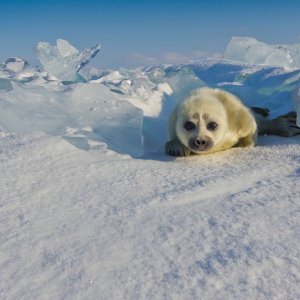 Mladunac tuljana