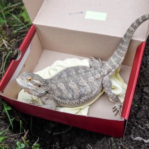 Bradati zmaj Nala