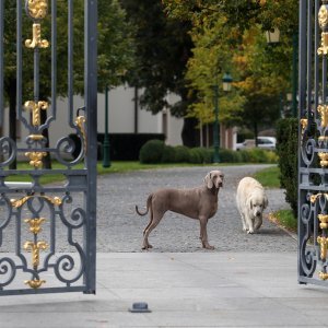 Kulmerovi dvori