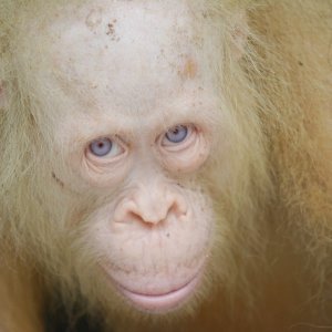 Alba, plavooki albino orangutan iz Bornea