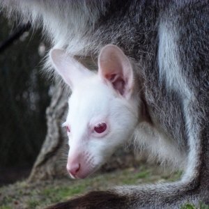 Albino klokan viri iz tobolca majke Kylie