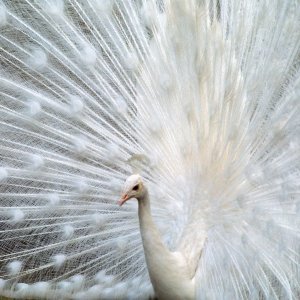 Albino paun ponosno širi svoj bezbojni rep