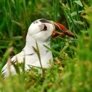 Albino tupik, morska ptica iz porodice njorki