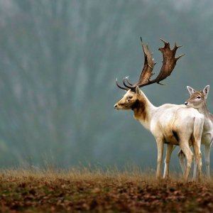 Bijeli jeleni u londonskom Richmond parku