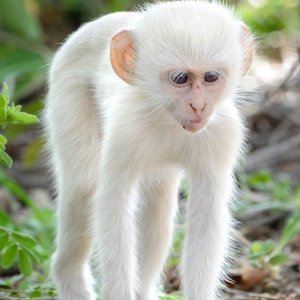 Preplašeni albino majmunčić drži se u blizini grmlja i drveća